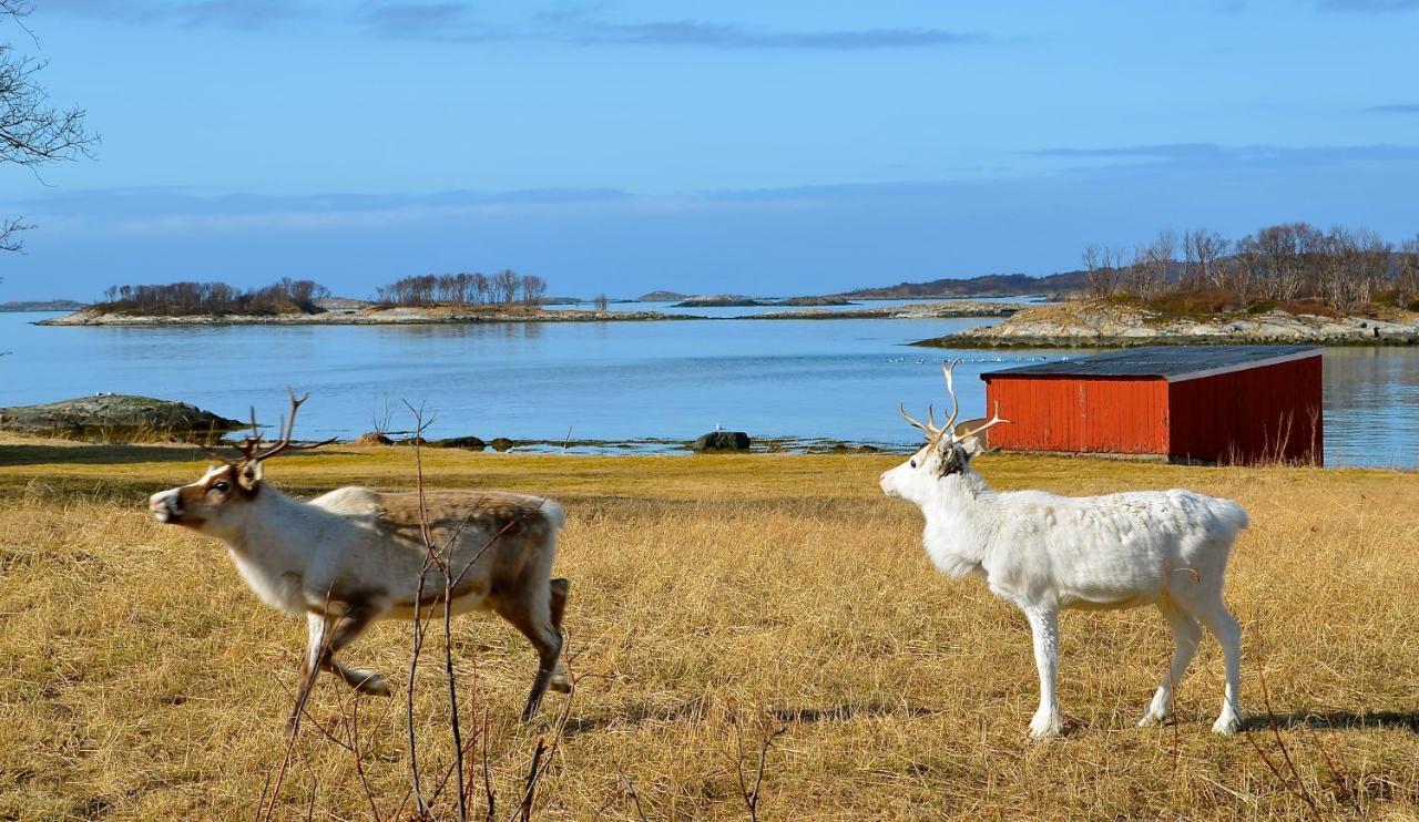 Hotel Hamn I Senja Exteriér fotografie